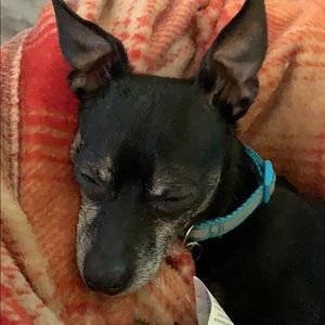 Meet your Posher, Cookie